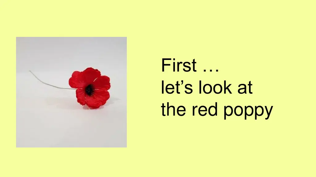 first let s look at the red poppy