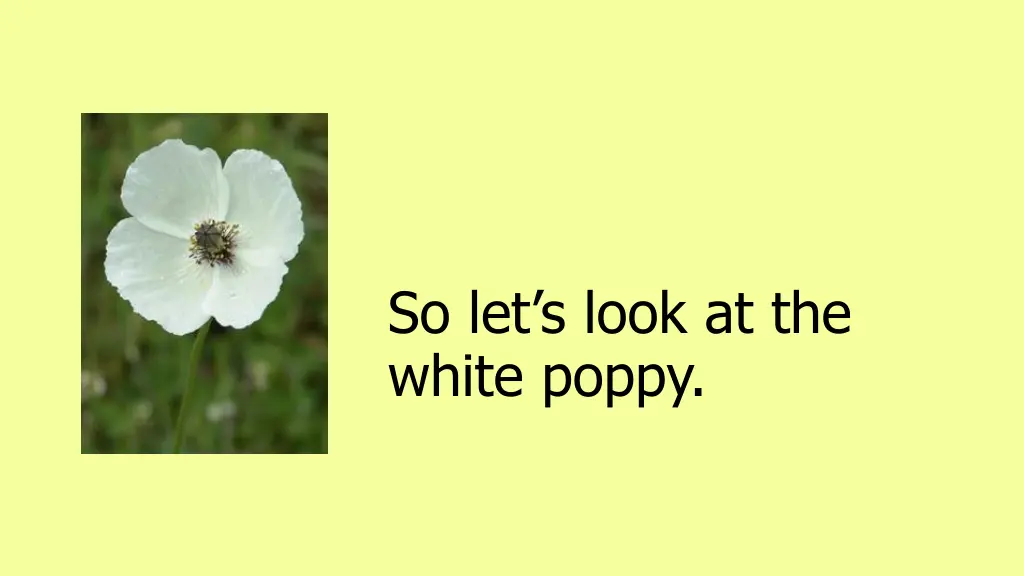 so let s look at the white poppy