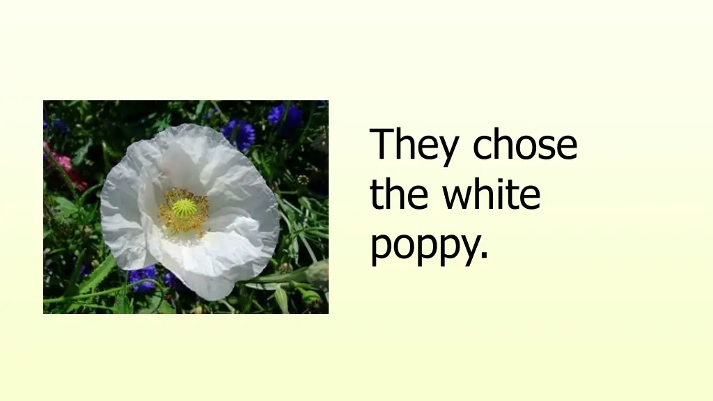 they chose the white poppy