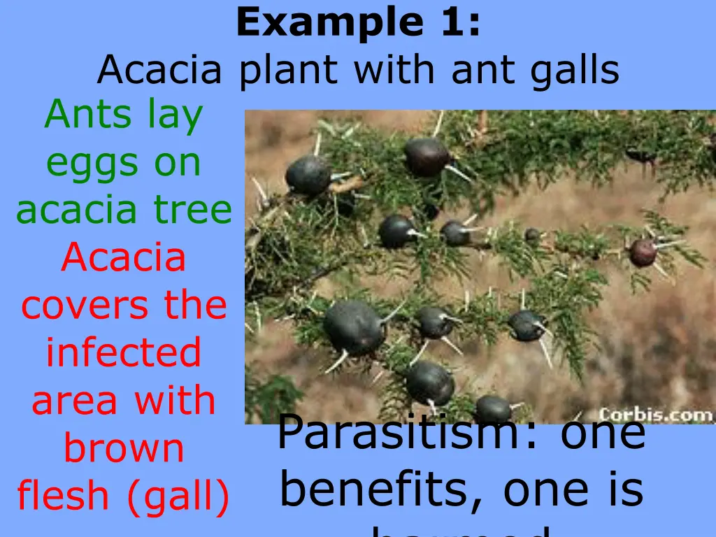 example 1 acacia plant with ant galls ants