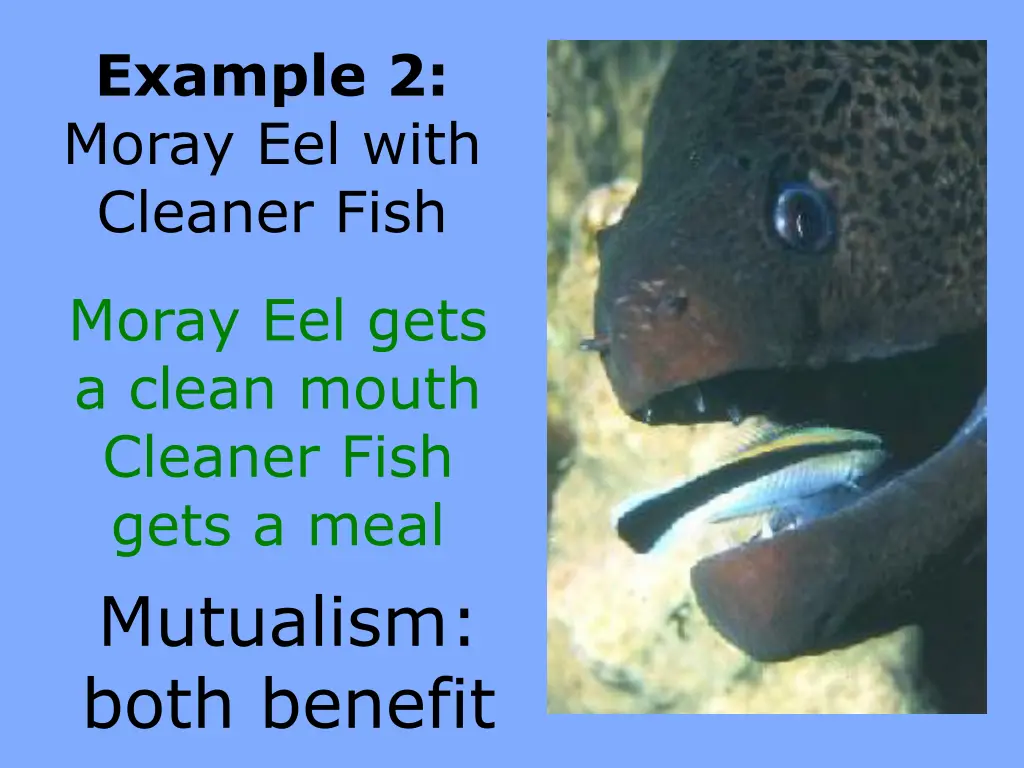 example 2 moray eel with cleaner fish