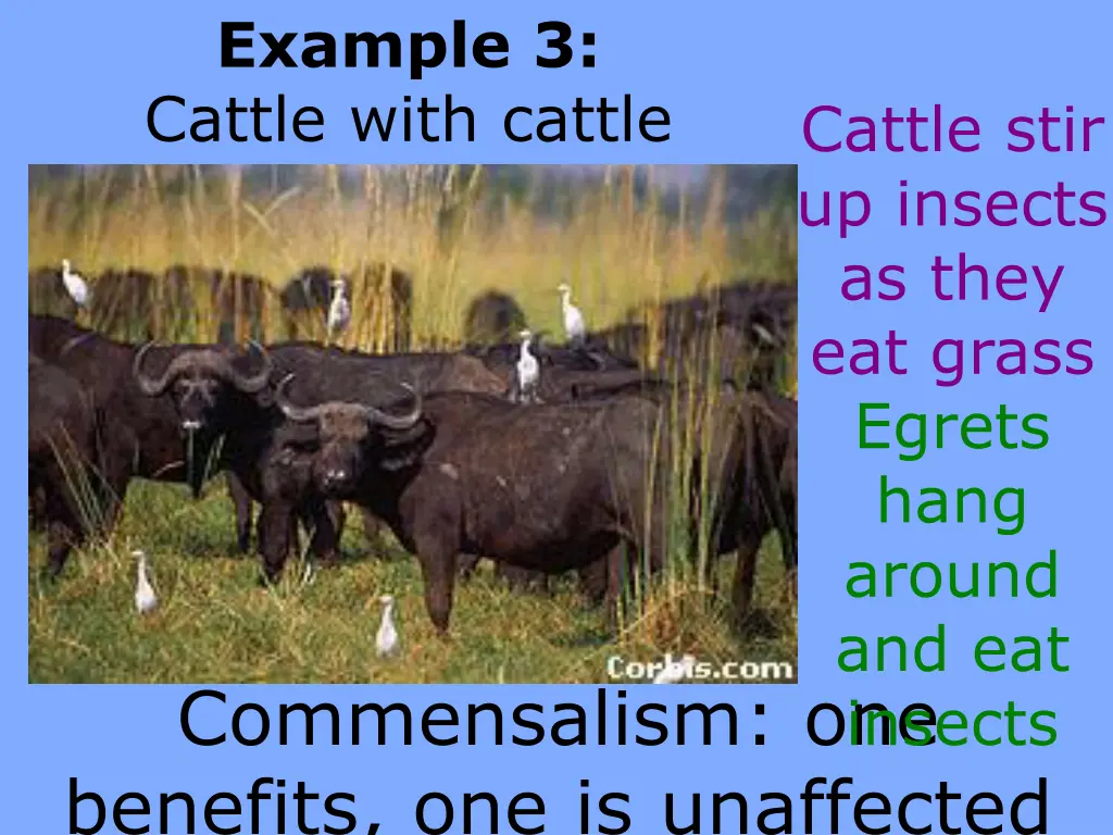 example 3 cattle with cattle egrets