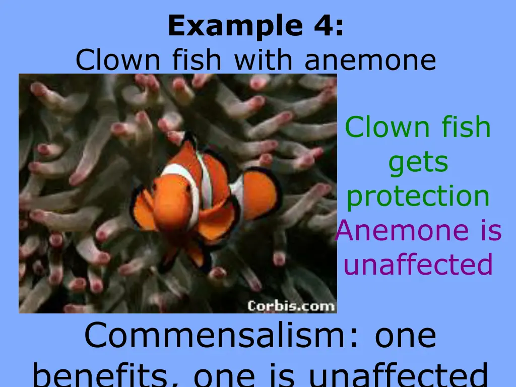 example 4 clown fish with anemone