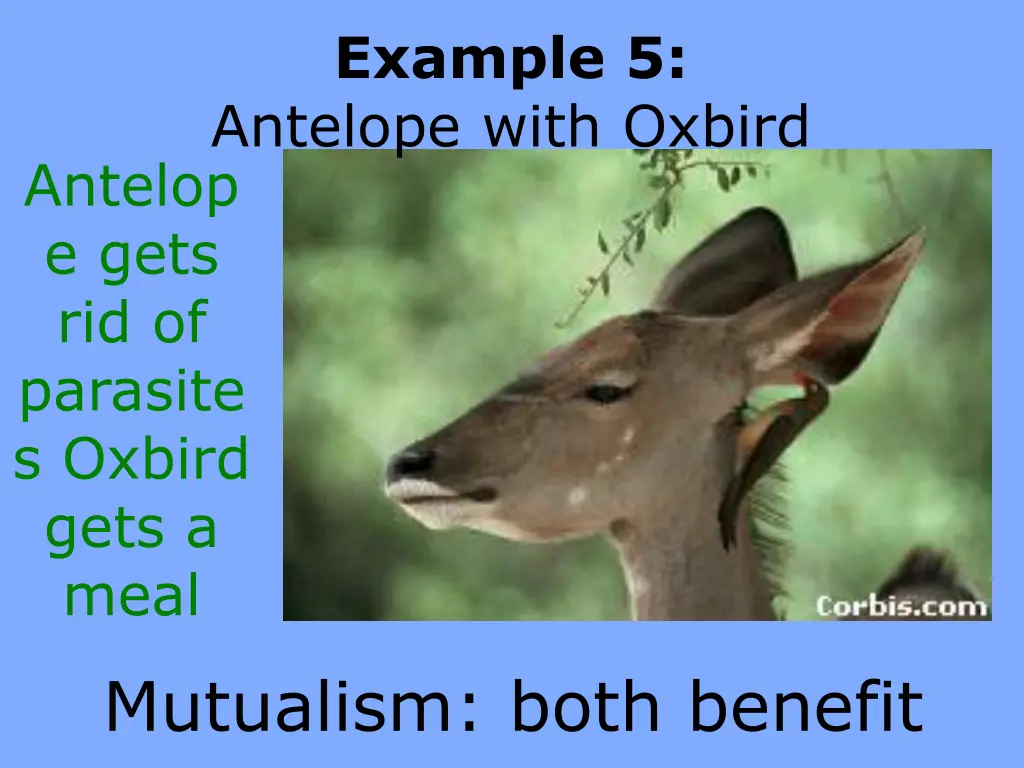 example 5 antelope with oxbird antelop e gets