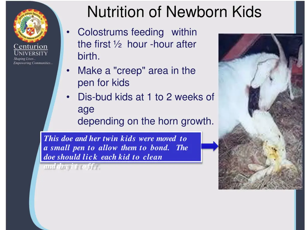 nutrition of newborn kids