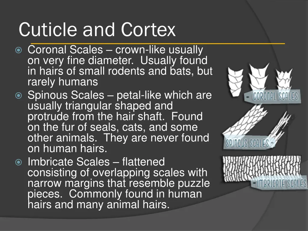 cuticle and cortex 1