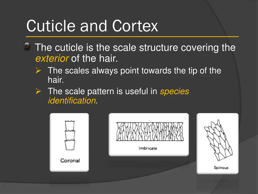 cuticle and cortex