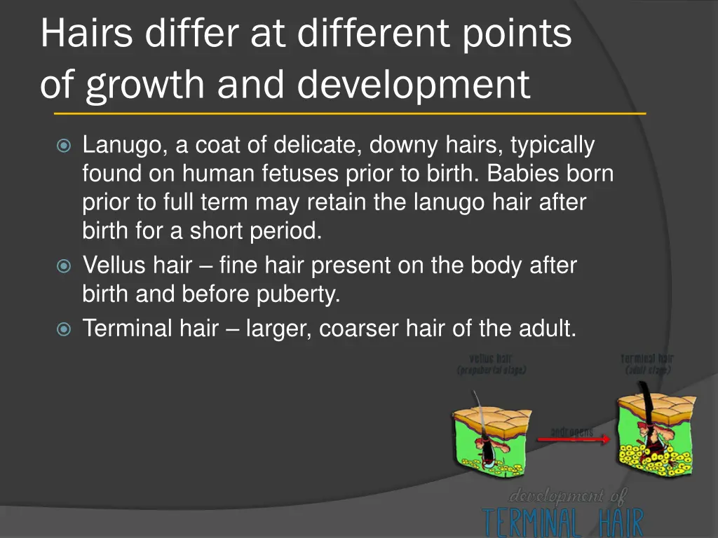 hairs differ at different points of growth