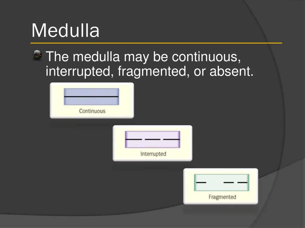 medulla 1