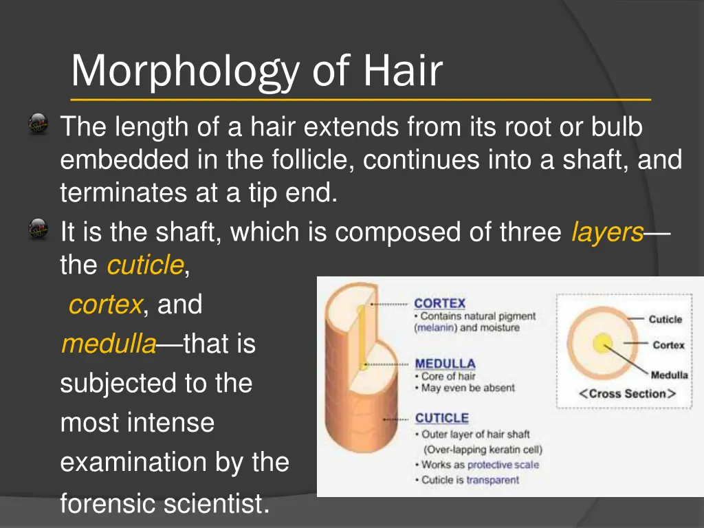 morphology of hair 2