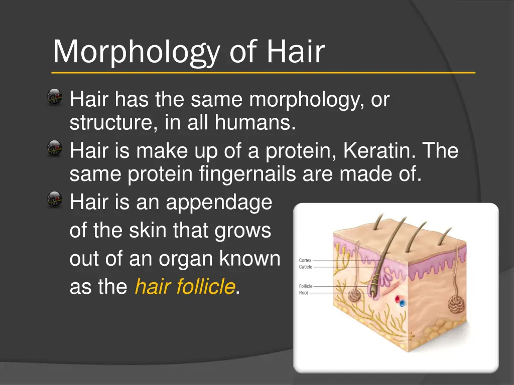 morphology of hair