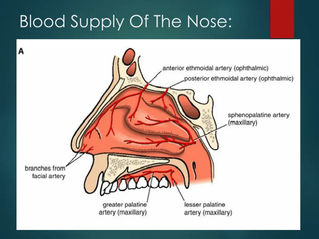 blood supply of the nose