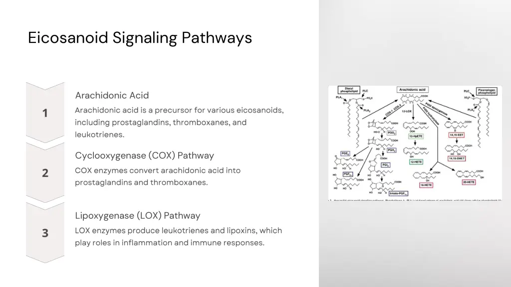 eicosanoid signaling pathways