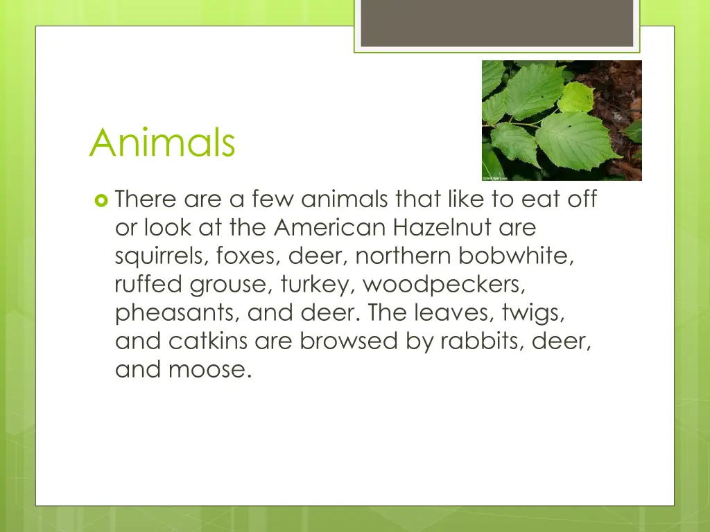 animals