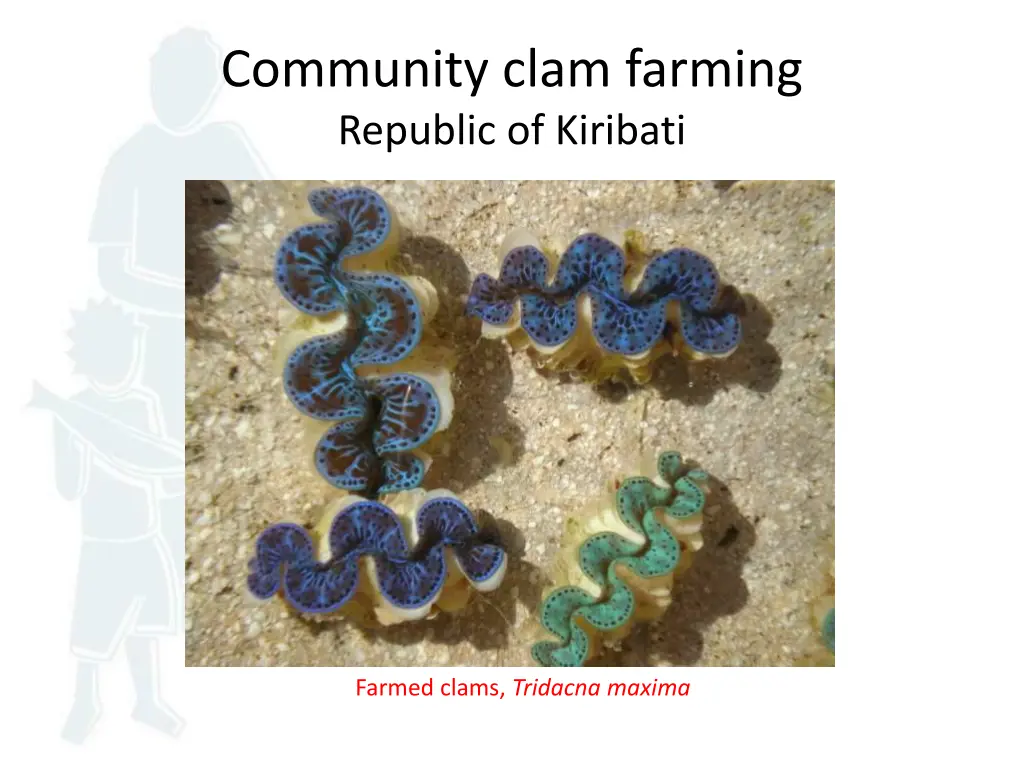 community clam farming republic of kiribati