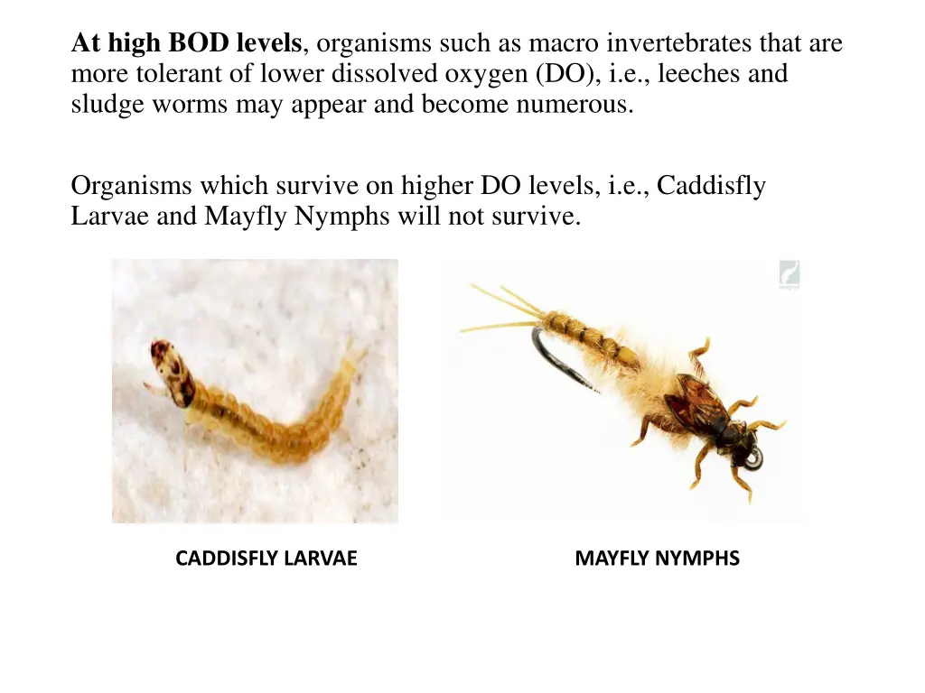 at high bod levels organisms such as macro