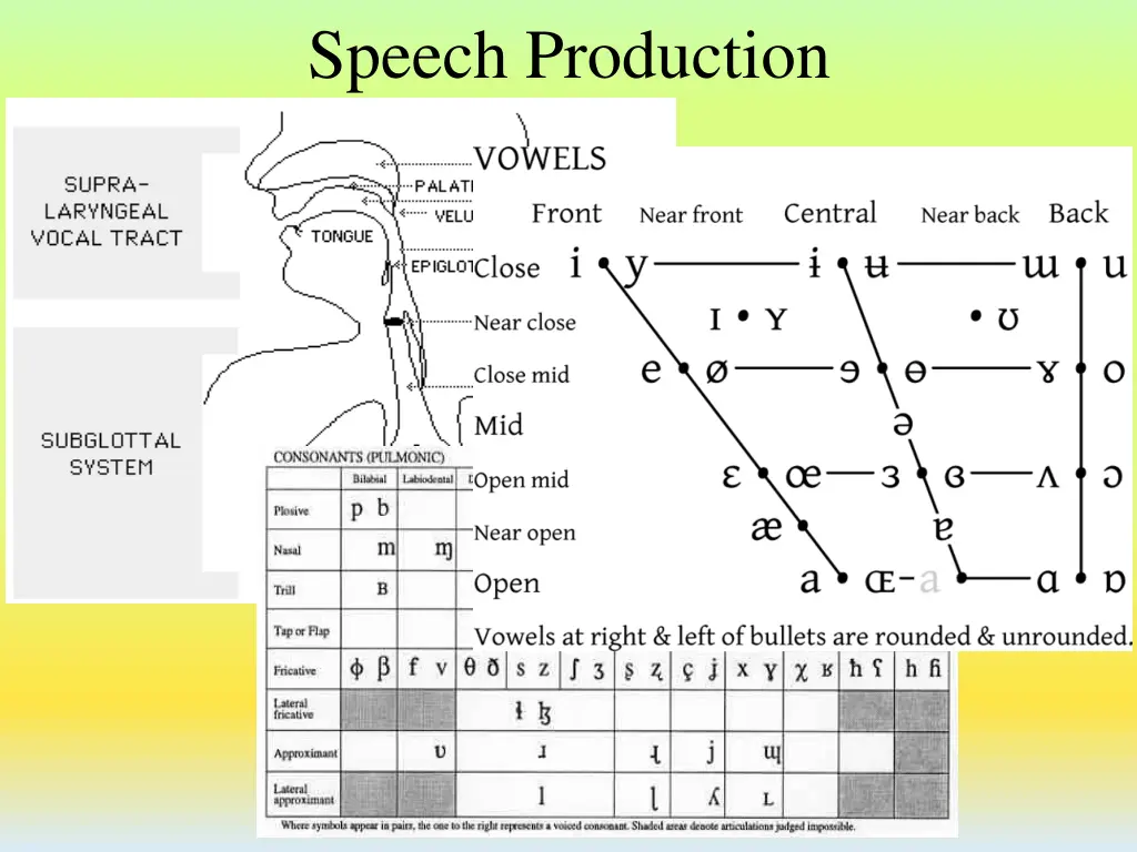 speech production