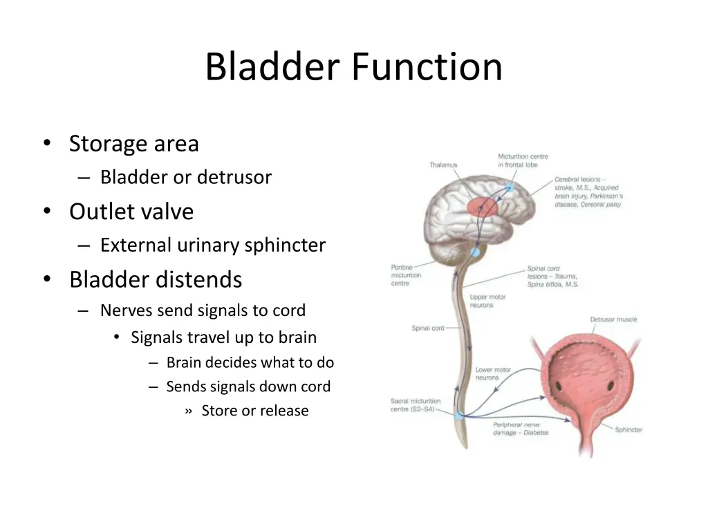 bladder function