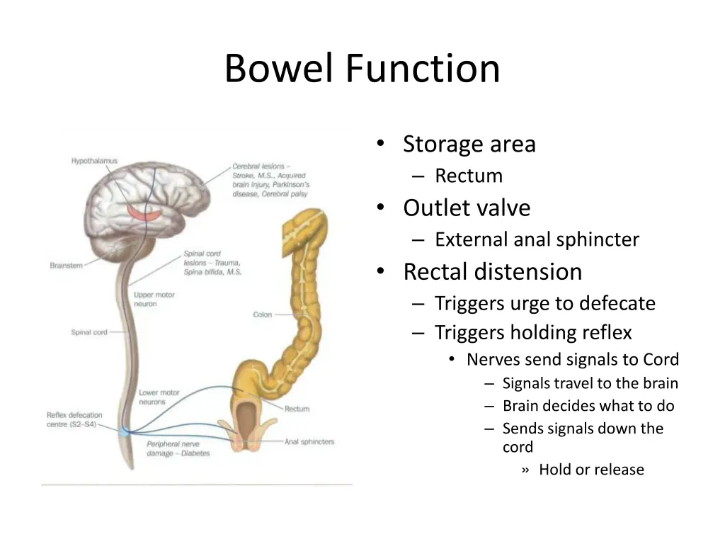 bowel function