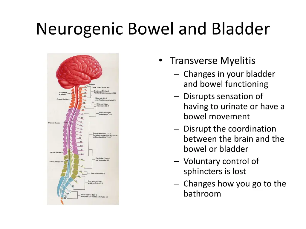 neurogenic bowel and bladder