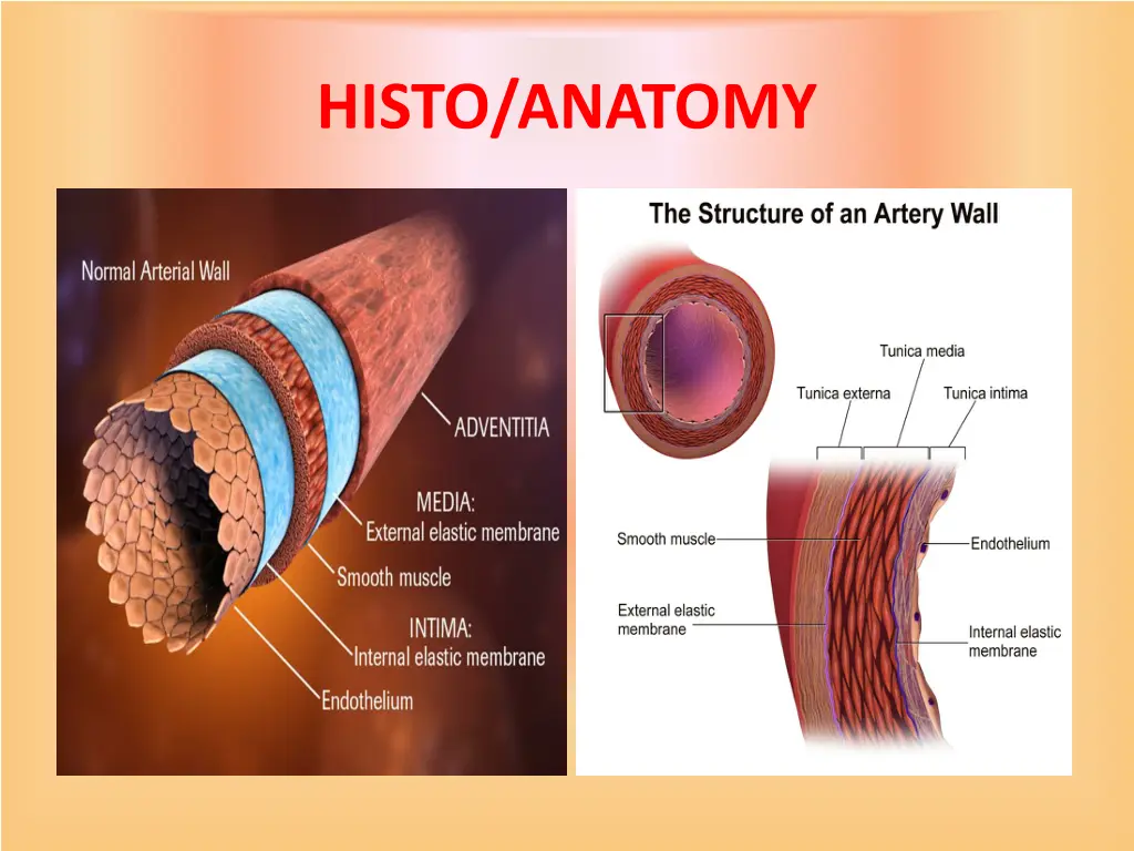 histo anatomy