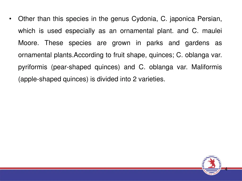 other than this species in the genus cydonia