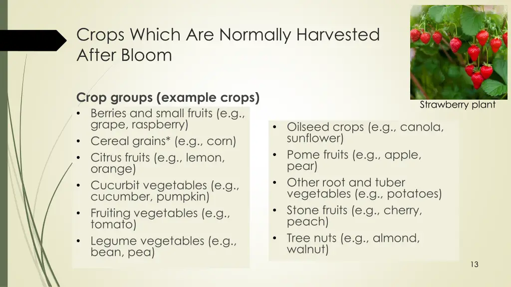 crops which are normally harvested after bloom