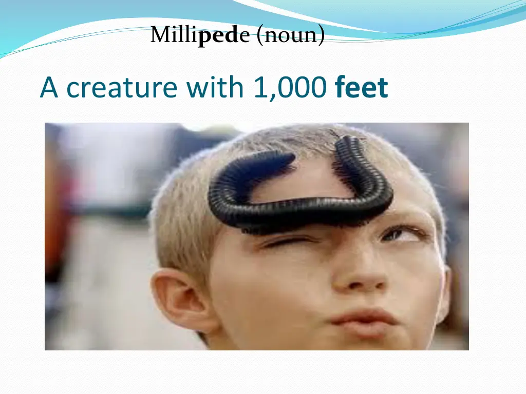 milli ped e noun