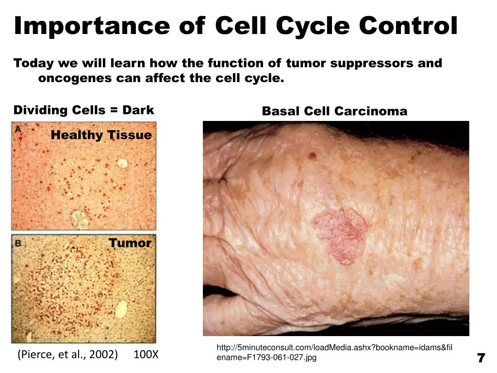 importance of cell cycle control