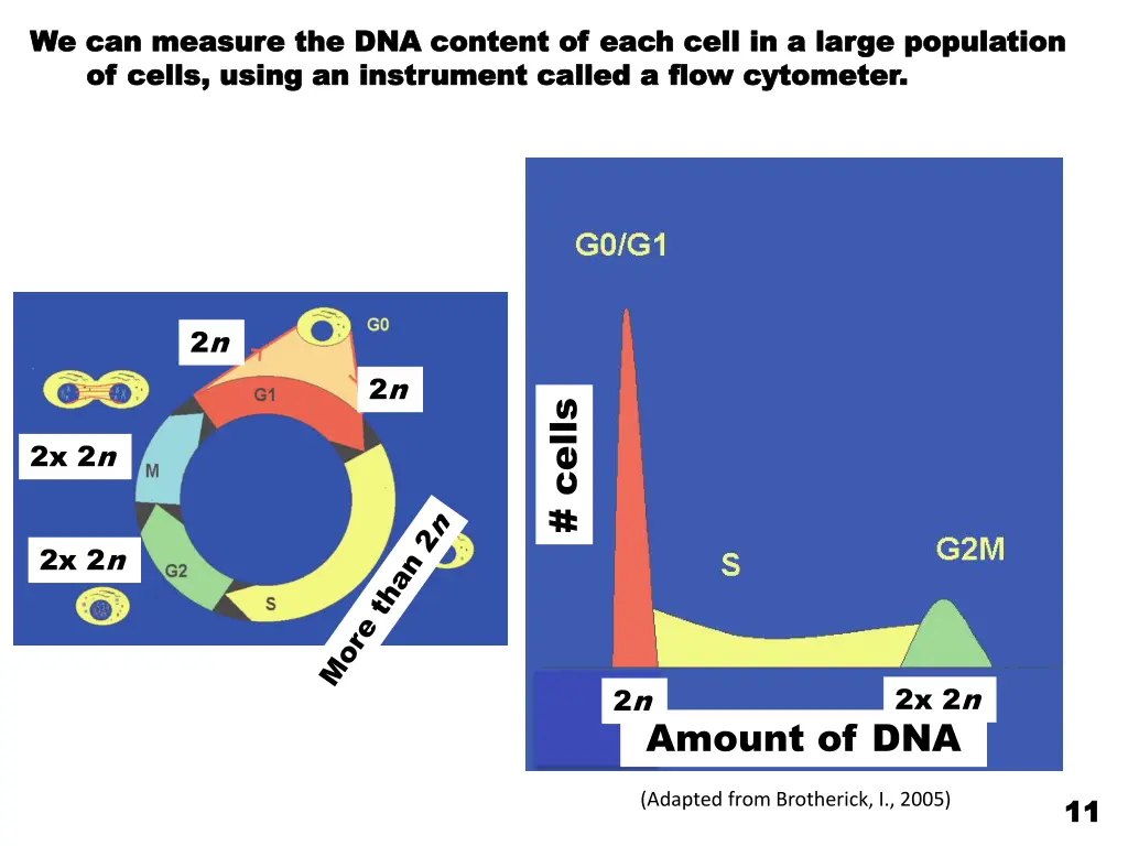 we can measure the dna content of each cell