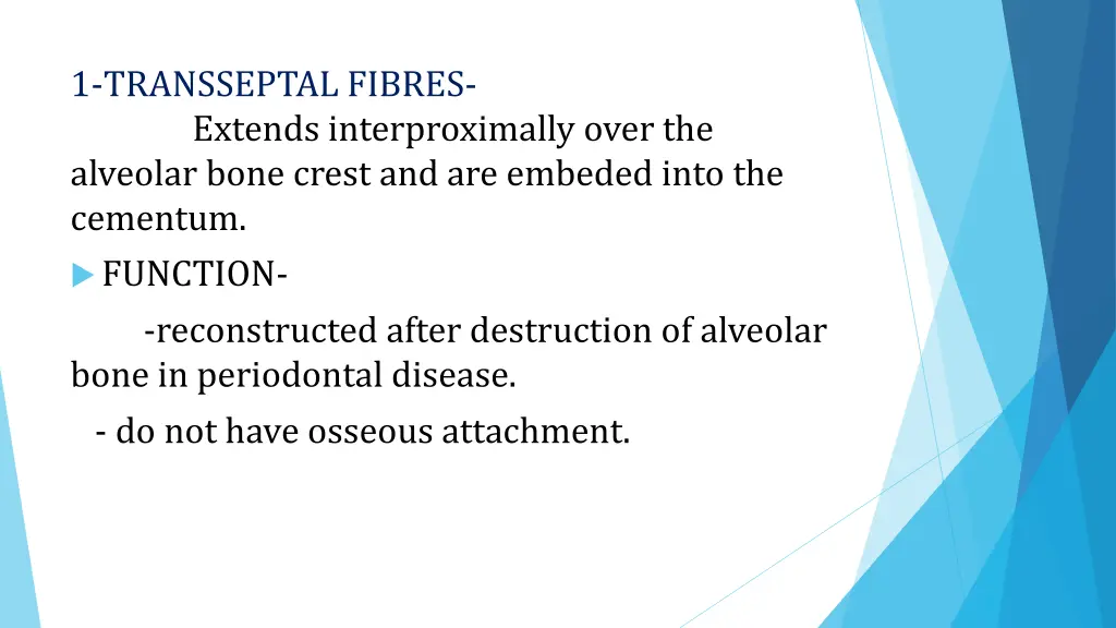 1 transseptal fibres extends interproximally over