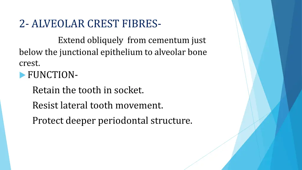 2 alveolar crest fibres extend obliquely from