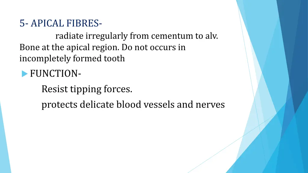 5 apical fibres radiate irregularly from cementum