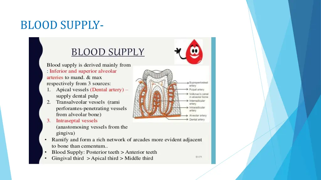 blood supply