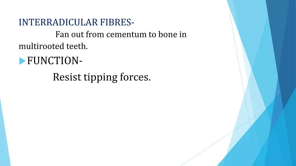 interradicular fibres fan out from cementum