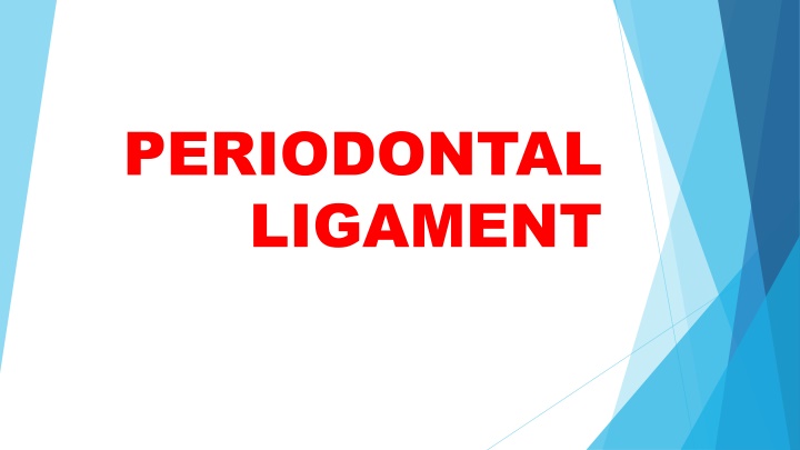 periodontal ligament