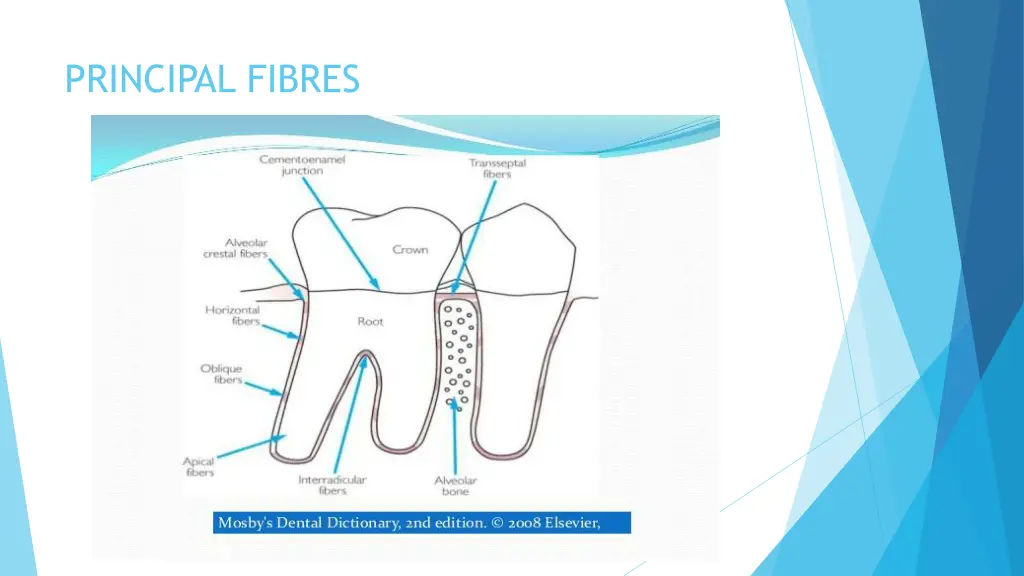 principal fibres