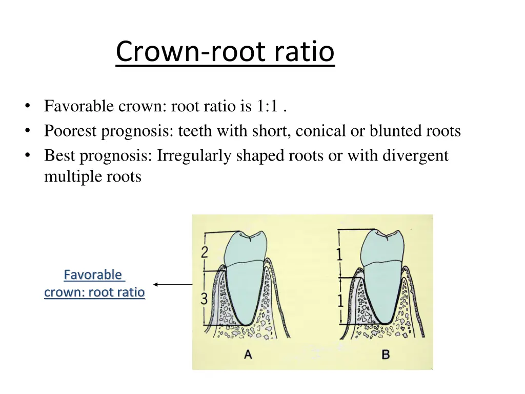 crown root ratio