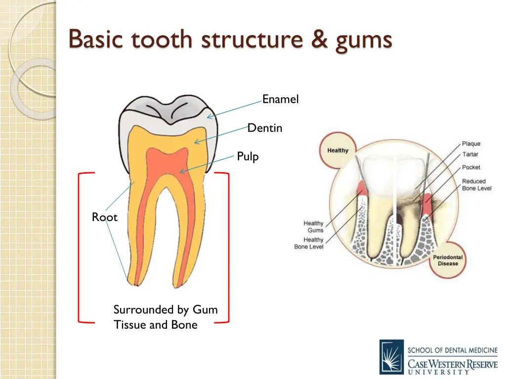 basic tooth structure gums