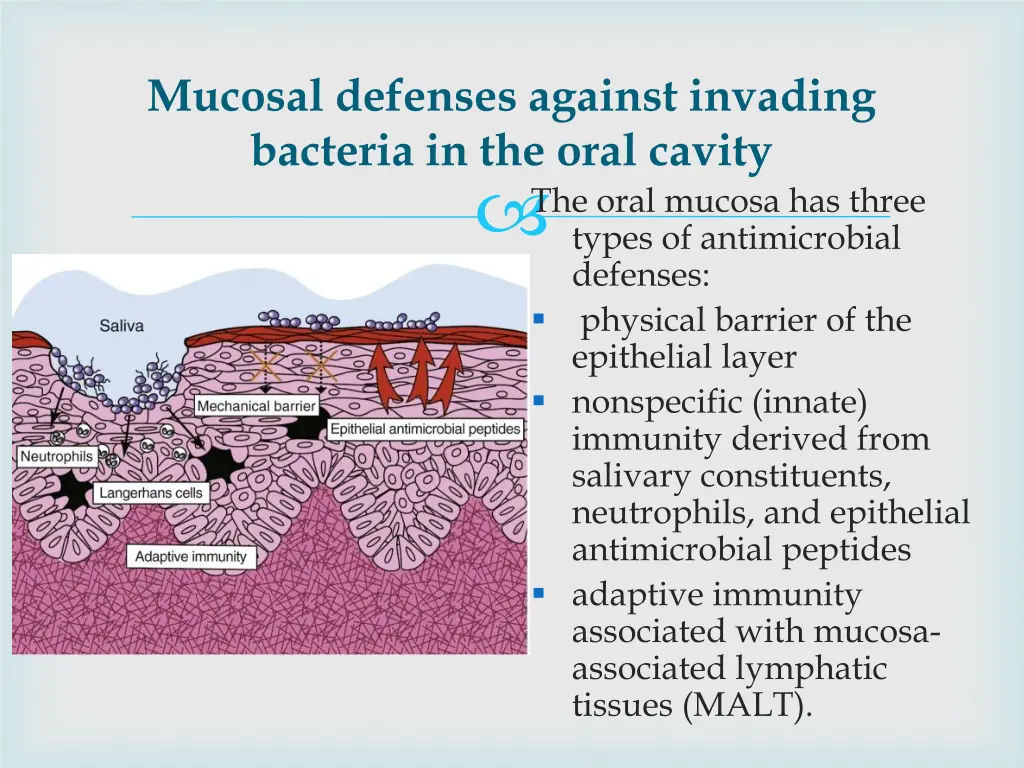 mucosal defenses against invading bacteria