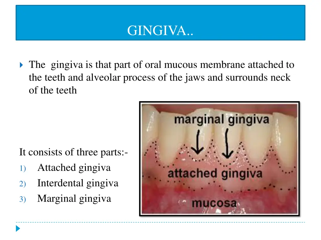 gingiva