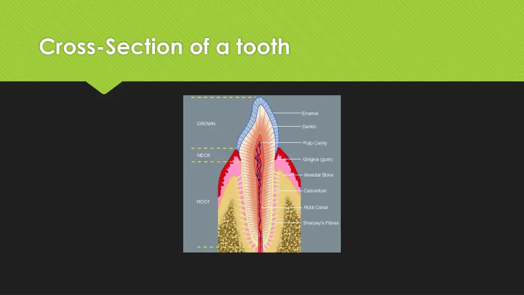 cross section of a tooth