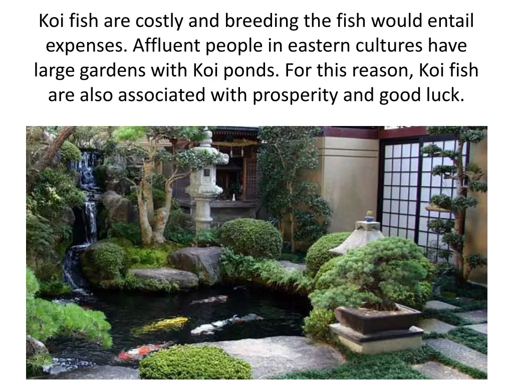 koi fish are costly and breeding the fish would