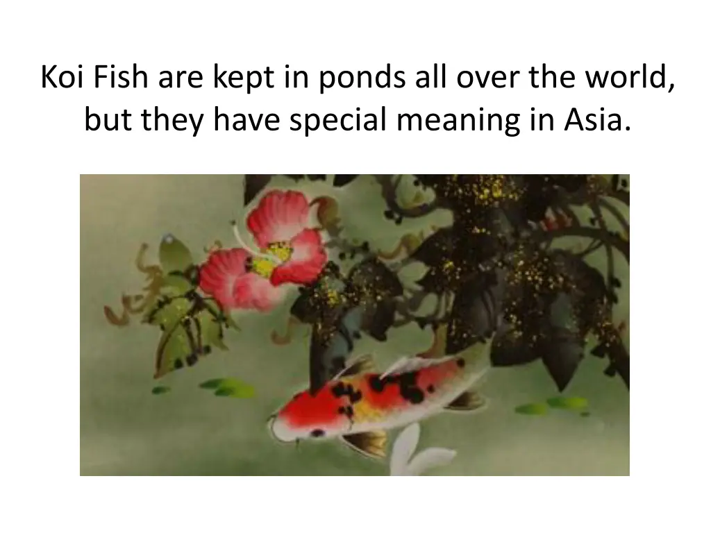 koi fish are kept in ponds all over the world