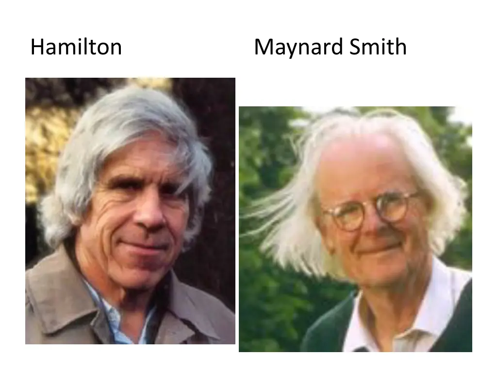 hamilton maynard smith