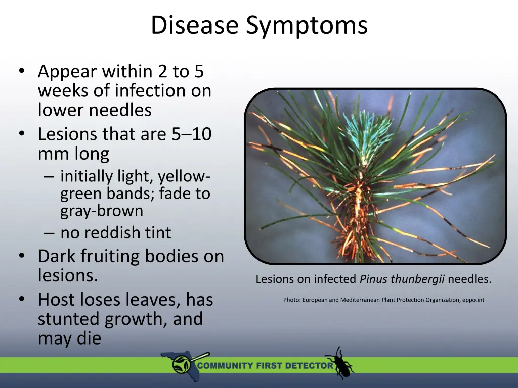 disease symptoms