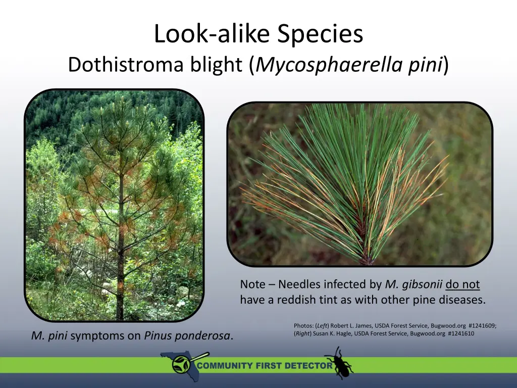 look alike species dothistroma blight