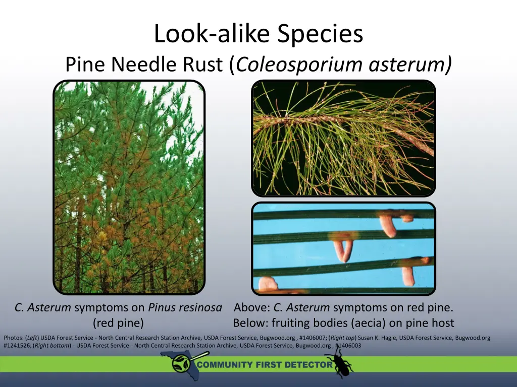 look alike species pine needle rust coleosporium