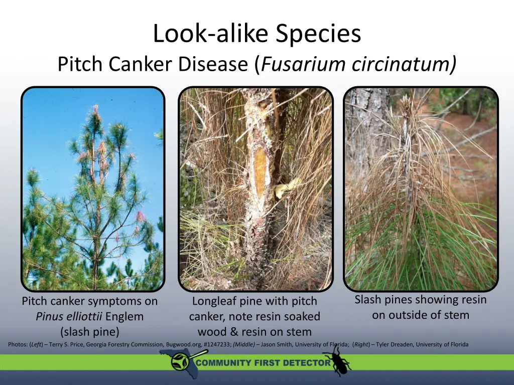 look alike species pitch canker disease fusarium