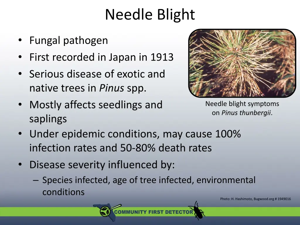 needle blight